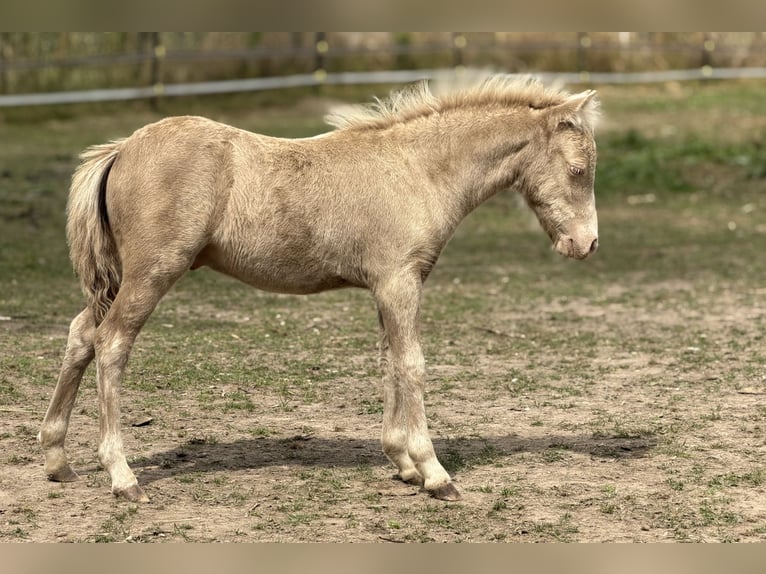 Shetland Ponys Hengst Veulen (05/2026) 104 cm Champagne in Groß Molzahn