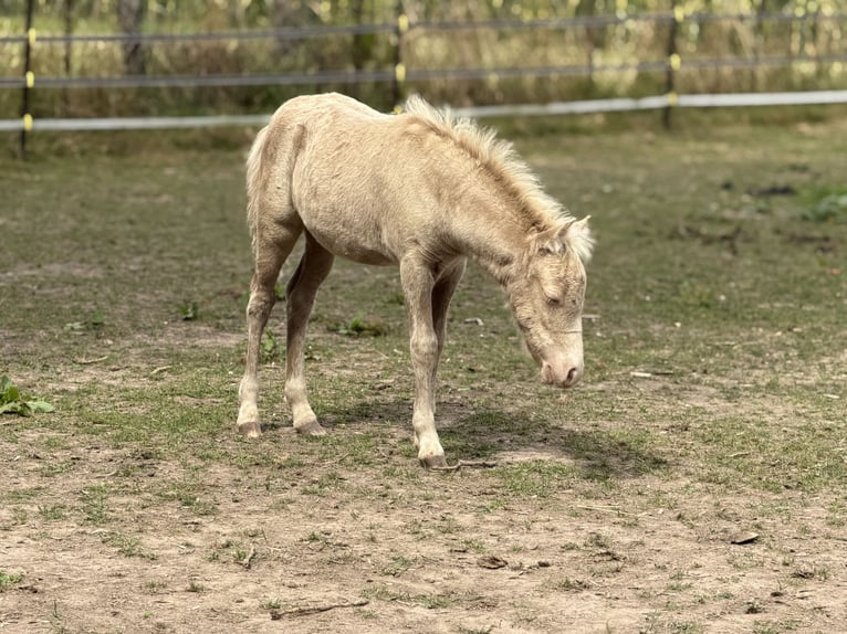 Shetland Ponys Hengst Veulen (05/2026) 104 cm Champagne in Groß Molzahn