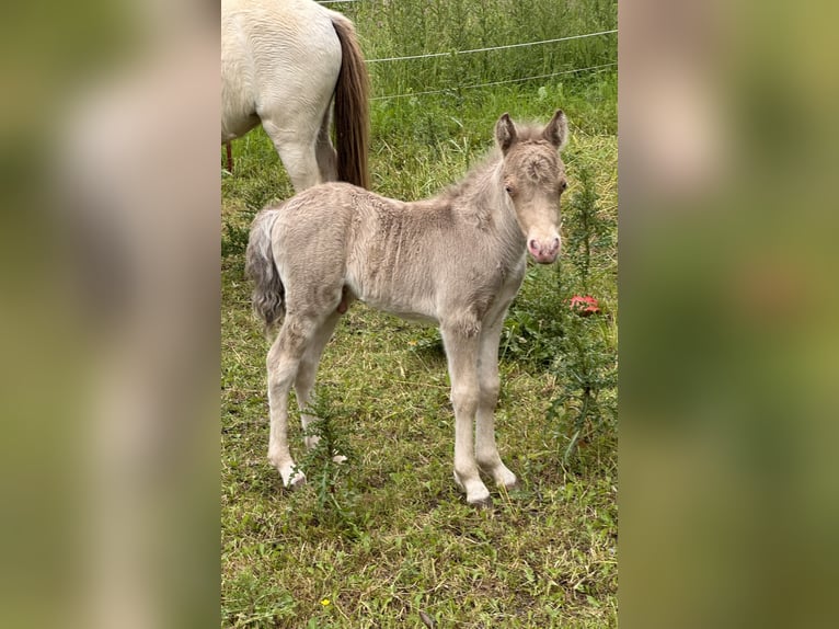 Shetland Ponys Hengst Veulen (05/2026) 104 cm Champagne in Groß Molzahn