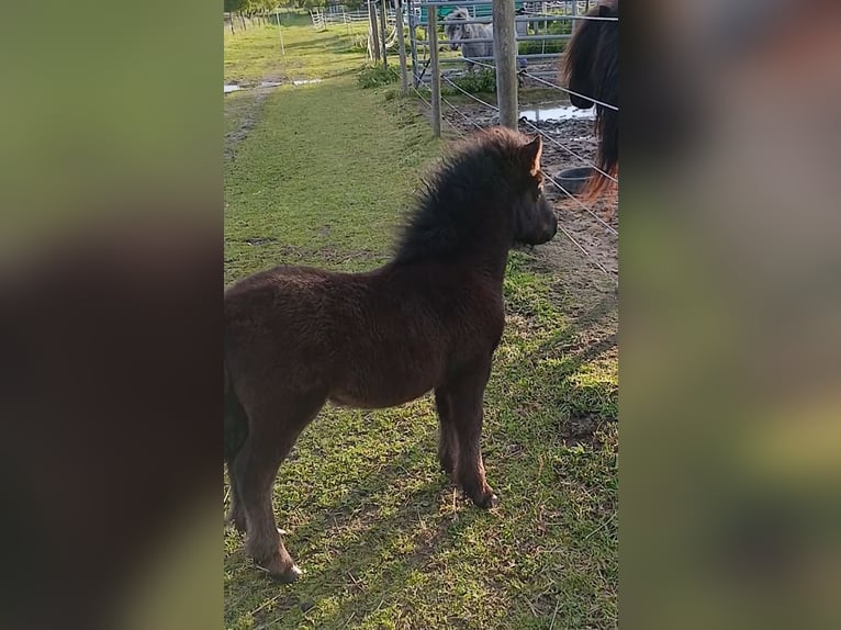 Shetland Ponys Hengst Veulen (03/2026) 104 cm Zwart in Hille