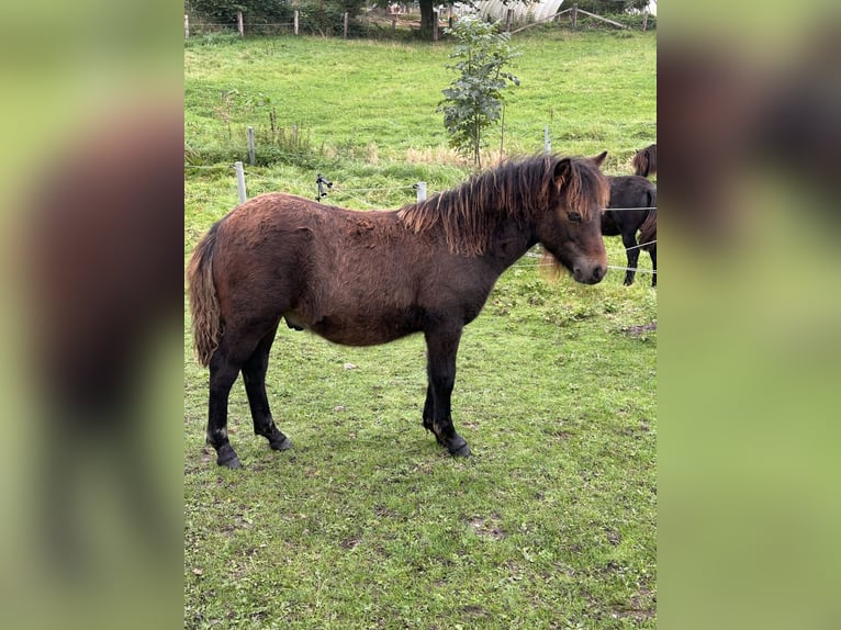 Shetland Ponys Hengst Veulen (04/2026) 105 cm Bruin in Hamburg