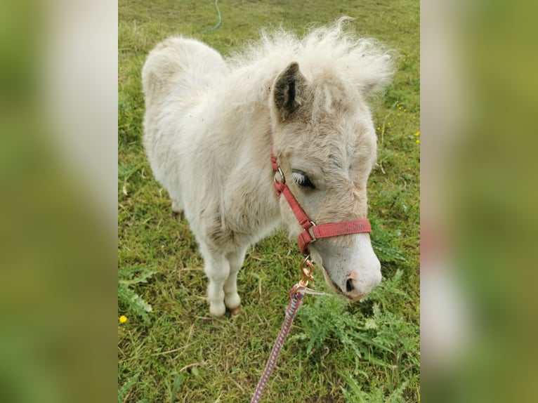 Shetland Ponys Hengst Veulen (04/2026) 105 cm Tobiano-alle-kleuren in Grimmen