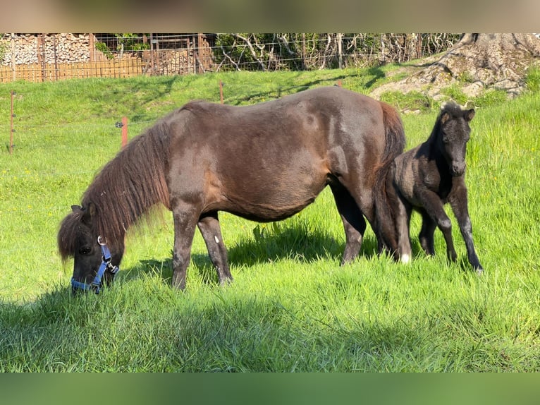 Shetland Ponys Hengst Veulen (05/2026) 105 cm Tobiano-alle-kleuren in Grimmen