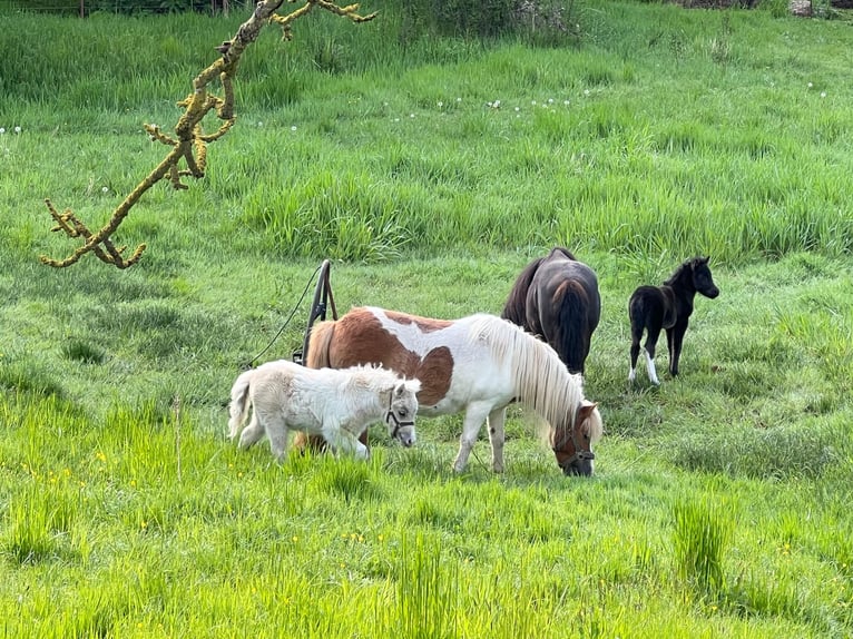Shetland Ponys Hengst Veulen (05/2026) 105 cm Tobiano-alle-kleuren in Grimmen