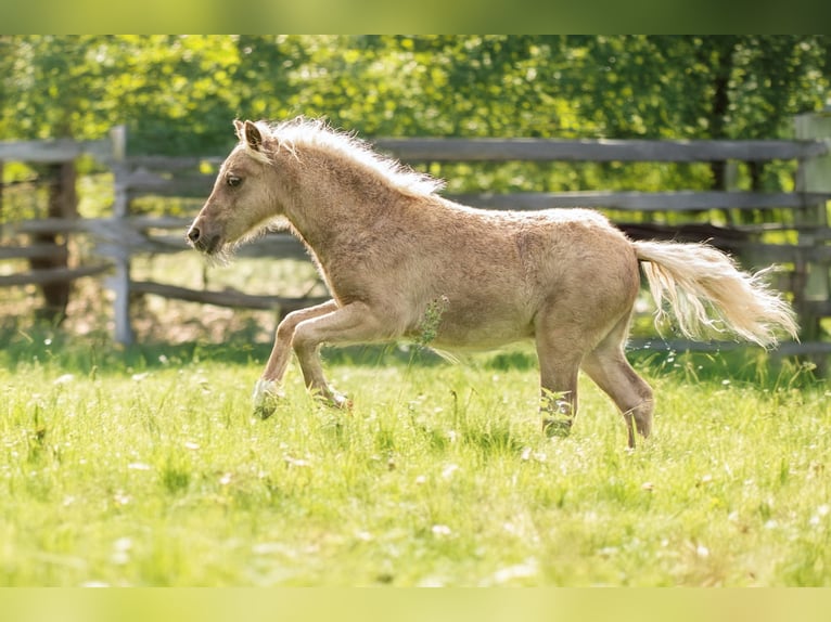 Shetland Ponys Hengst Veulen (05/2025) 107 cm Appaloosa in Gro&#xDF; Molzahn