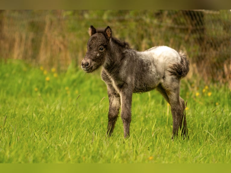 Shetland Ponys Hengst veulen (04/2024) 108 cm Appaloosa in Groß Molzahn