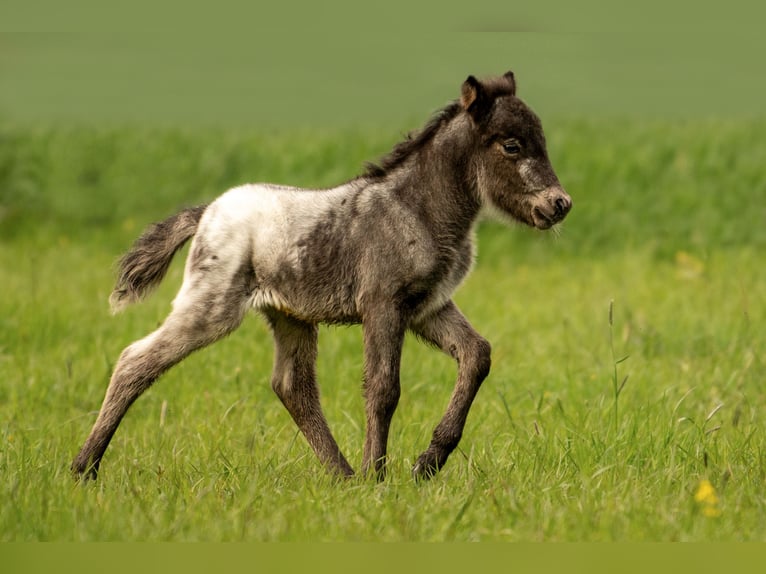 Shetland Ponys Hengst veulen (04/2024) 108 cm Appaloosa in Groß Molzahn