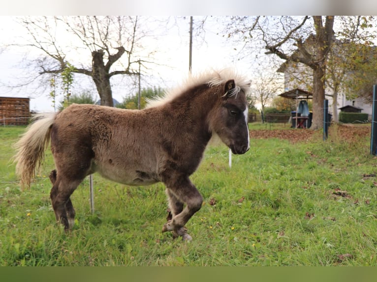 Shetland Ponys Mix Hengst Veulen (05/2025) 110 cm in Bad Schandau Shetland Ponys Mix Hengst Veulen (05/2025) 110 cm in Bad Schandau