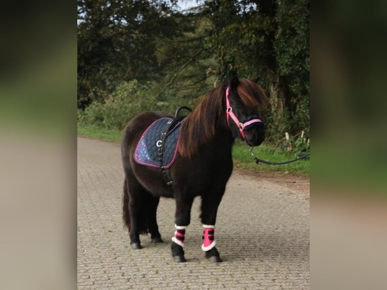 Shetland Ponys Mix Hengst Veulen (04/2026) 120 cm Gevlekt-paard in Winterswijk Kotten