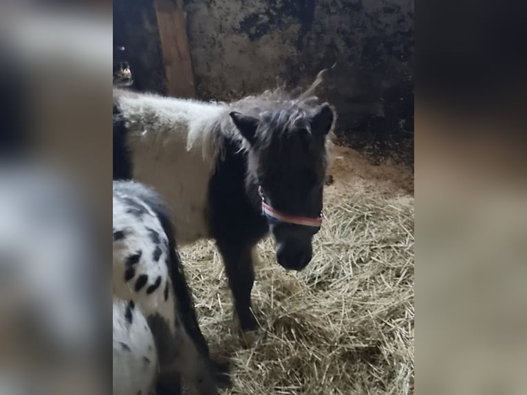 Shetland Ponys Hengst Veulen (04/2025) 72 cm Gevlekt-paard in Bad Essen