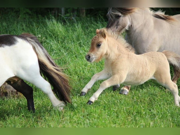 Shetland Ponys Hengst Veulen (05/2026) 83 cm Falbe in Ens