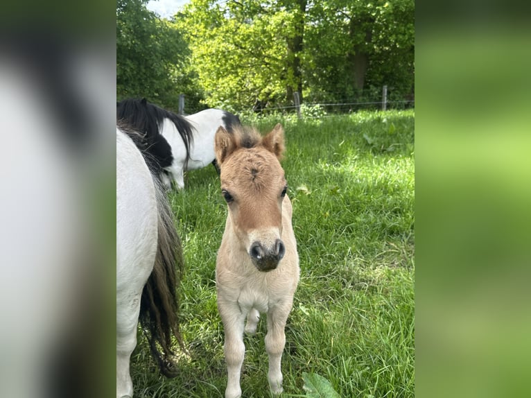 Shetland Ponys Hengst Veulen (05/2026) 83 cm Falbe in Ens