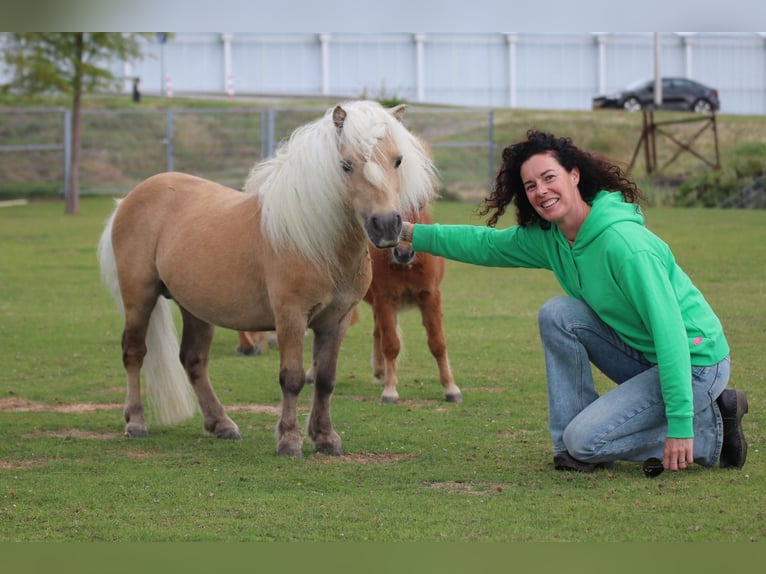 Shetland Ponys Mix Hengst veulen (04/2024) 85 cm Vos in De Lier