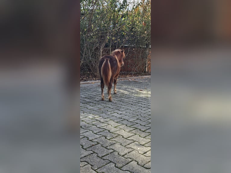 Shetland Ponys Hengst Veulen (04/2026) 90 cm Vos in Freinsheim