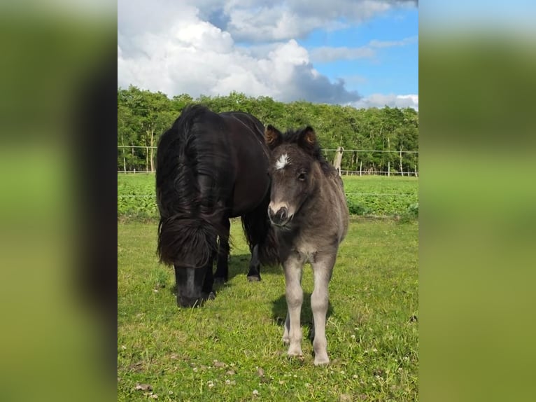 Shetland Ponys Hengst Veulen (05/2025) 92 cm Zwart in H&#xE4;stveda