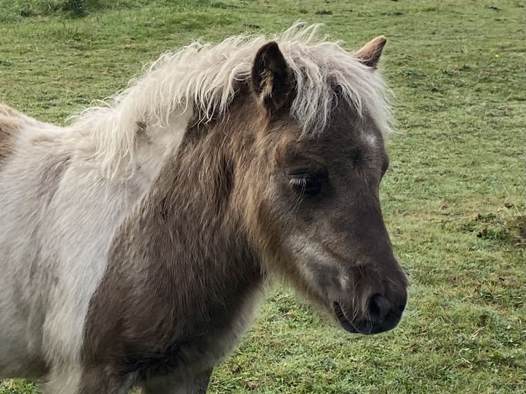 Shetland Ponys Hengst veulen (06/2024) 95 cm Gevlekt-paard in Varel