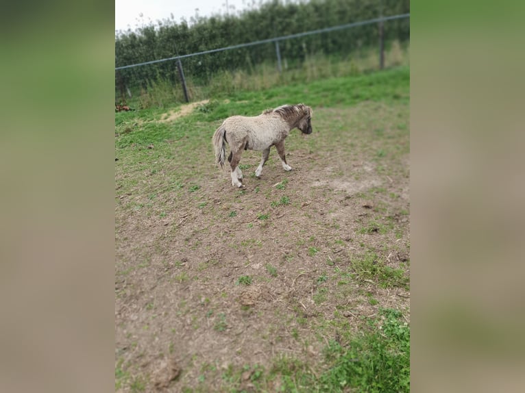 Shetland Ponys Hengst Veulen (06/2025) Buckskin in Velddriel
