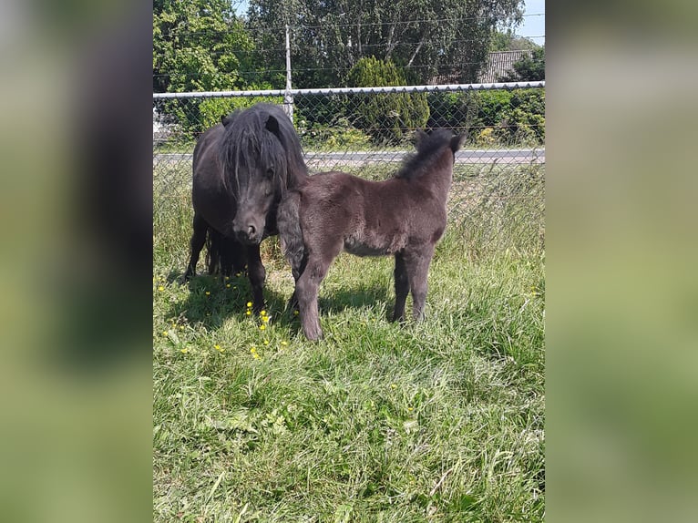Shetland Ponys Hengst Veulen (06/2025) Buckskin in Velddriel