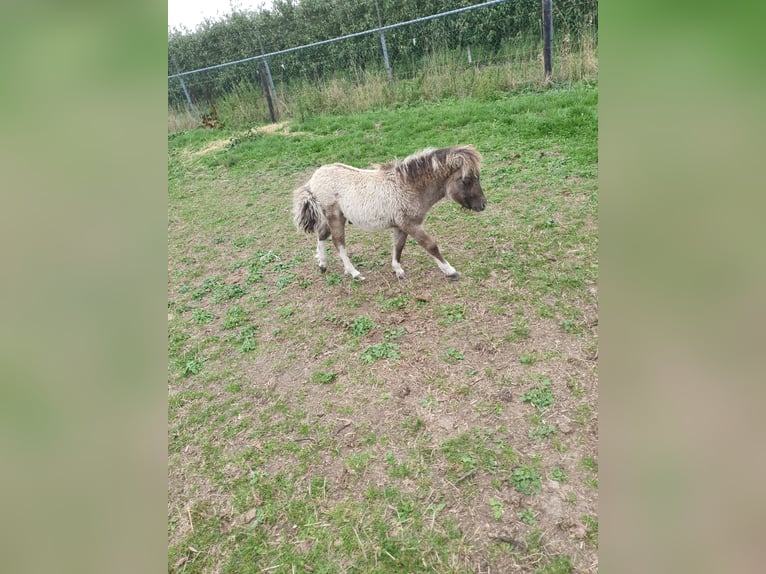 Shetland Ponys Hengst Veulen (06/2025) Buckskin in Velddriel