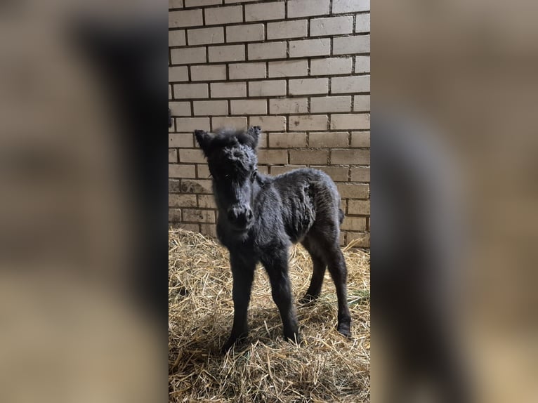 Shetland Ponys Hengst Veulen (06/2025) Buckskin in Velddriel