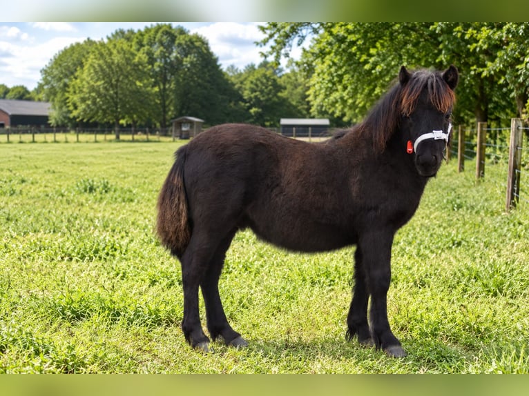 Shetland Ponys Hengst Veulen (01/2026)  in Achtmaal