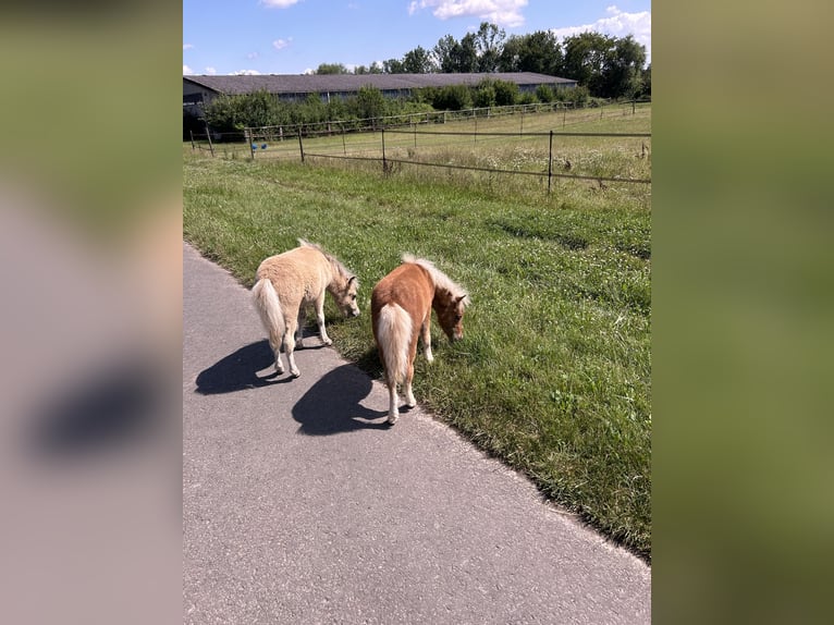 Shetland Ponys Hengst  in Friedberg