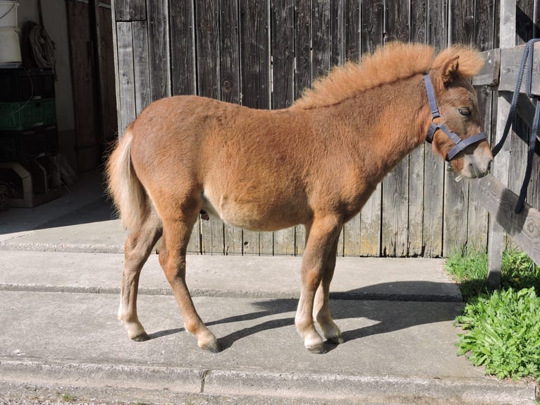 Shetland Ponys Hengst Veulen (04/2025) Vos in Stroheim
