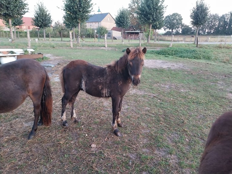 Shetland Ponys Hengst veulen (05/2024) Zwart in Rochau