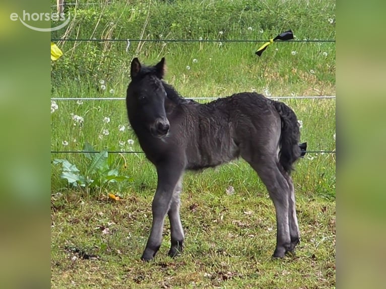 Shetland Ponys Hengst Veulen (05/2026) Zwart in Eesergroen