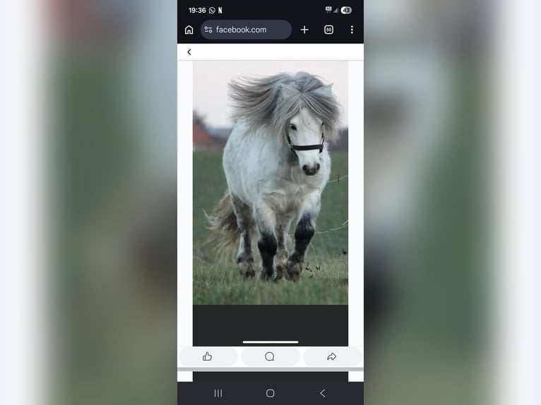 Shetland Ponys Hengst White in Veghel