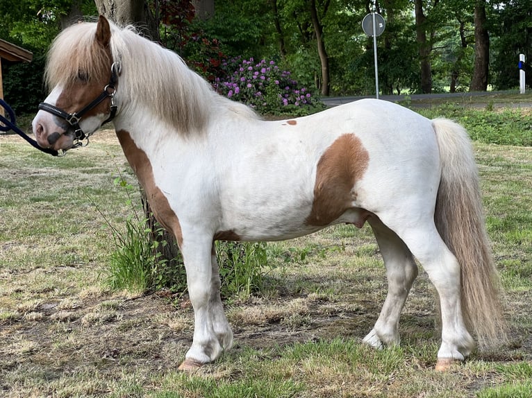 Shetland Ponys Hengst  in Bösel