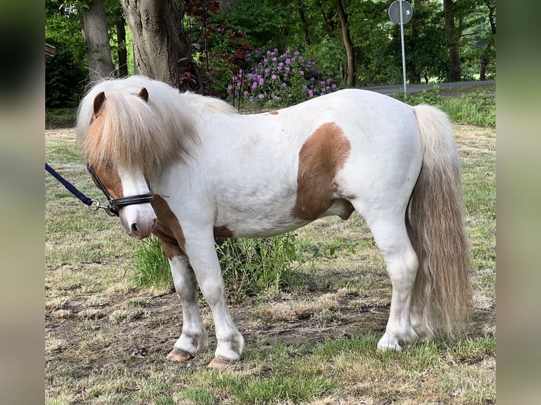 Shetland Ponys Hengst  in Bösel