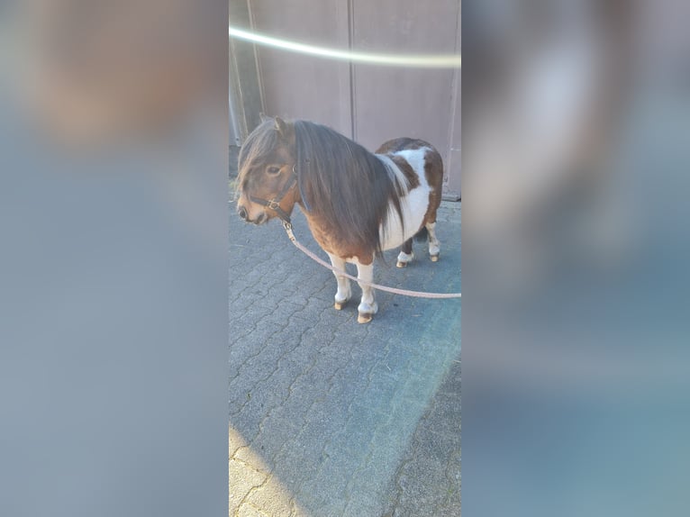 Shetland Ponys Hengst in Hopsten