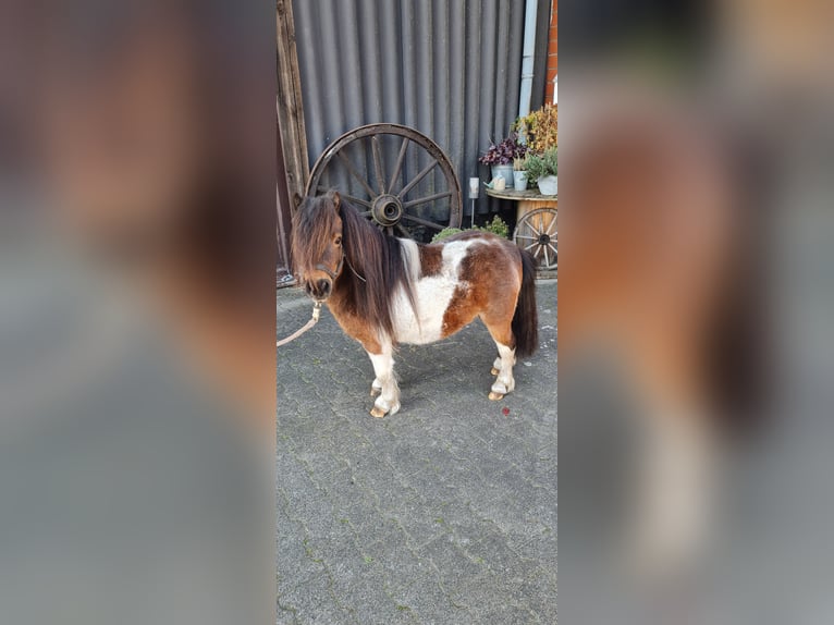 Shetland Ponys Hengst in Hopsten
