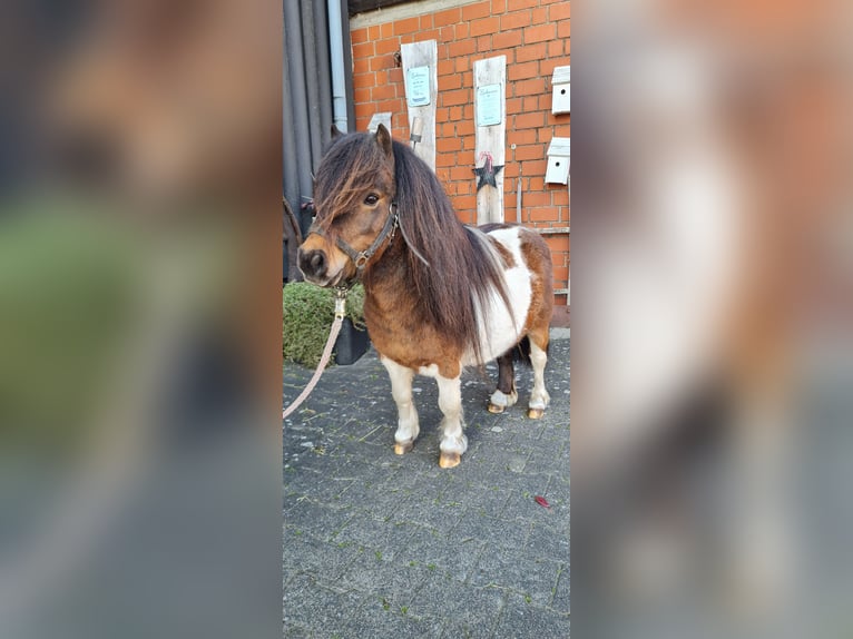 Shetland Ponys Hengst in Hopsten