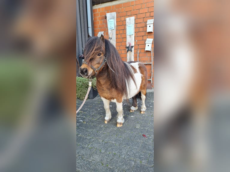 Shetland Ponys Hengst in Hopsten