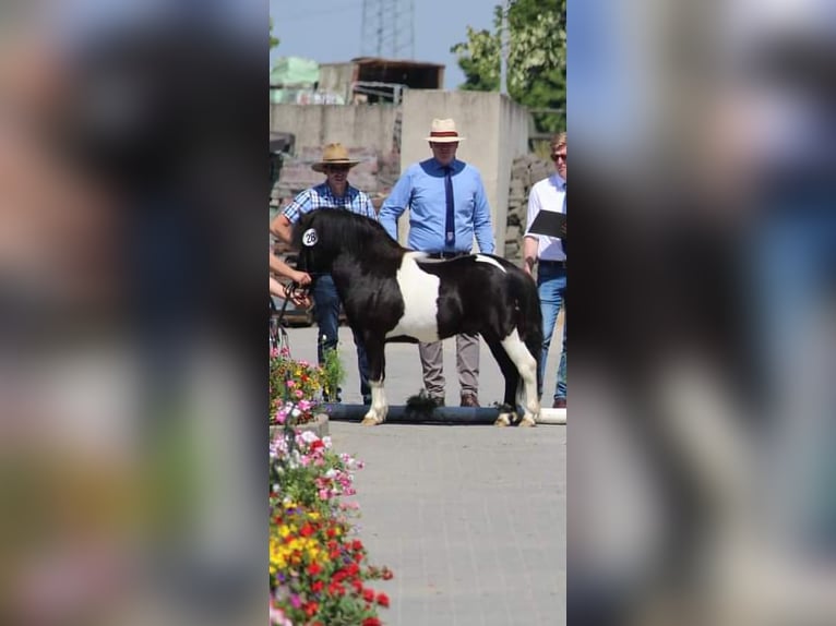 Shetland Ponys Hengst Zwart in Heiden