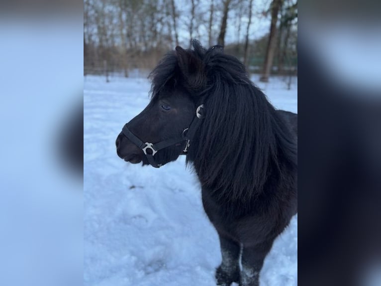 Shetland Ponys Hengst Zwart in Schraard