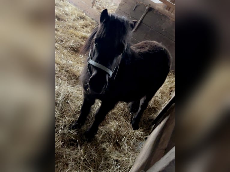 Shetland Ponys Hengst Zwart in Schildorn