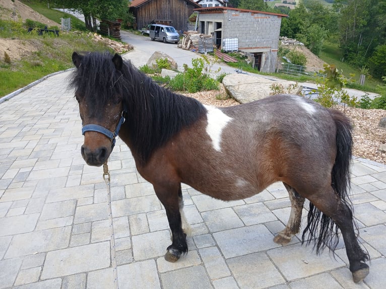 Shetland Ponys Merrie 10 Jaar 100 cm Gevlekt-paard in Waldkirchen