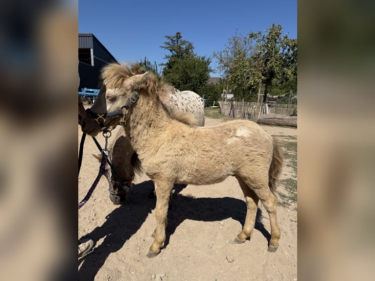 Shetland Ponys Merrie 10 Jaar 100 cm  in SchwalmtalSchwalmtal