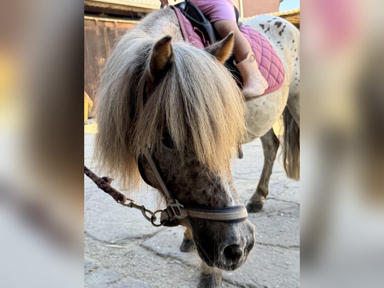 Shetland Ponys Merrie 10 Jaar 100 cm  in SchwalmtalSchwalmtal