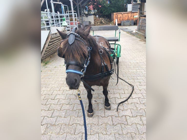 Shetland Ponys Merrie 10 Jaar 101 cm Donkerbruin in Selters (Taunus)