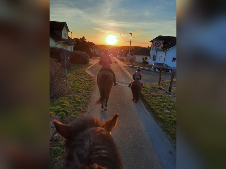 Shetland Ponys Merrie 10 Jaar 101 cm Donkerbruin in Selters (Taunus)