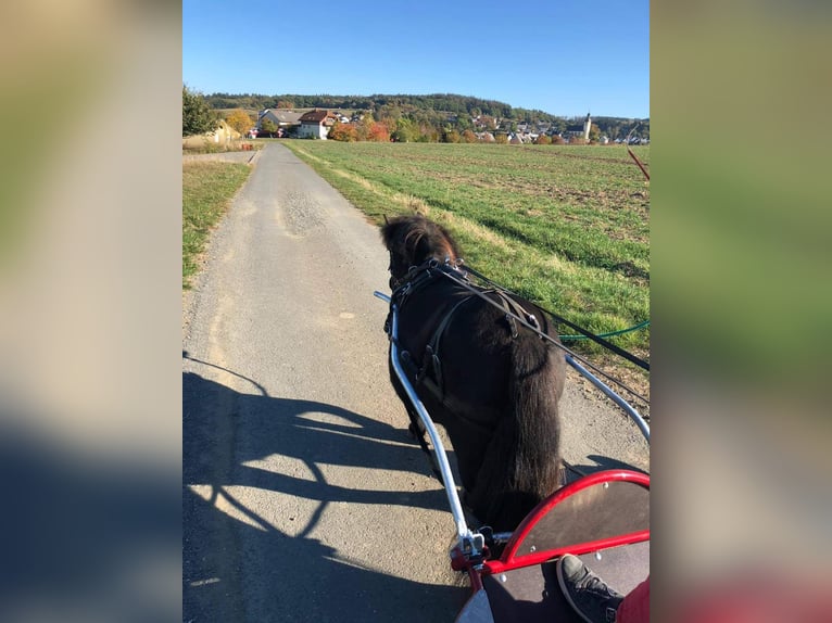 Shetland Ponys Merrie 10 Jaar 101 cm Donkerbruin in Selters (Taunus)