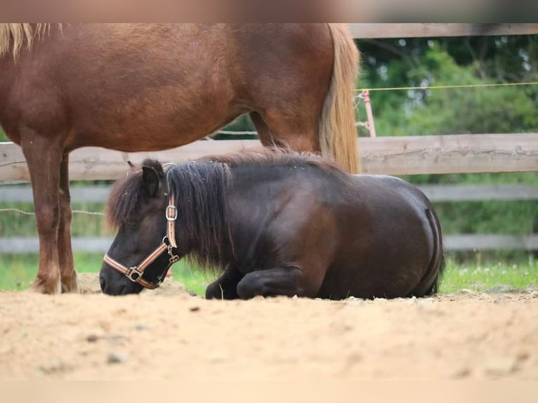 Shetland Ponys Merrie 10 Jaar 101 cm Donkerbruin in Selters (Taunus)