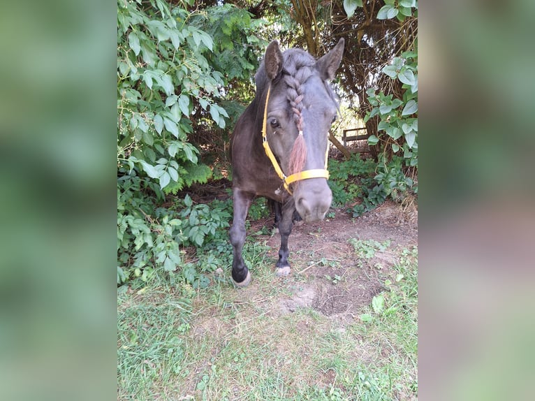 Shetland Ponys Merrie 10 Jaar 103 cm Zwart in Iserlohn