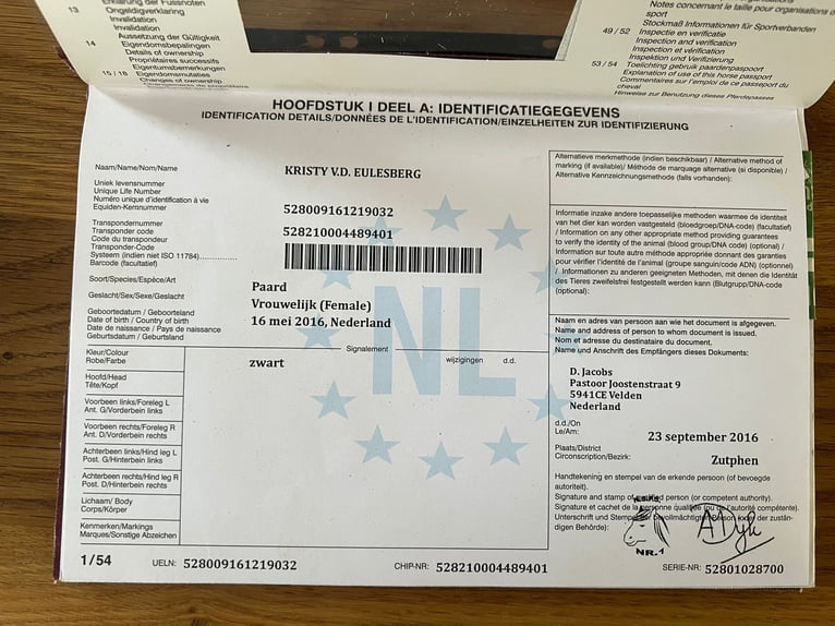 Shetland Ponys Merrie 10 Jaar 103 cm Zwart in Iserlohn