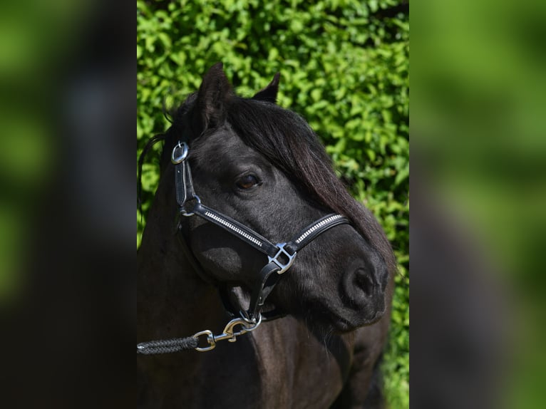 Shetland Ponys Merrie 10 Jaar 105 cm Zwart in Geilenkirchen