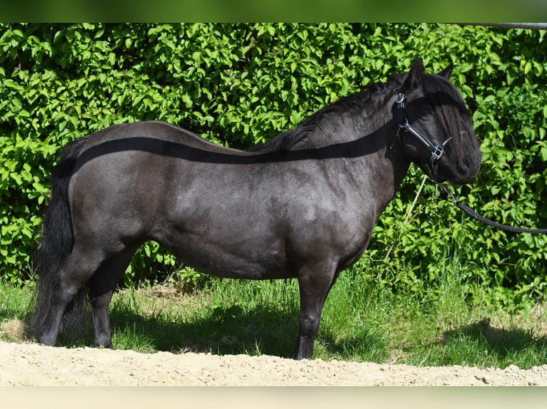 Shetland Ponys Merrie 10 Jaar 105 cm Zwart in Geilenkirchen